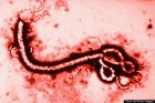 Ebola vs. podnikatelia