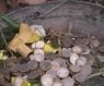 Quantitative Easing – európska verzia?